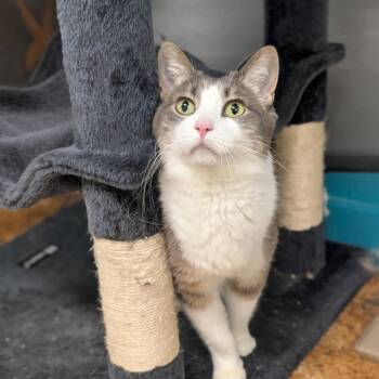 Nova -  Domestic Short Hair Cat for Adoption in Spokane, Washington - Nova | PetCurious