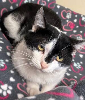 Rescue Domestic Medium Hair Cats for Adoption in New Castle, Indiana - Gonzo | PetCurious