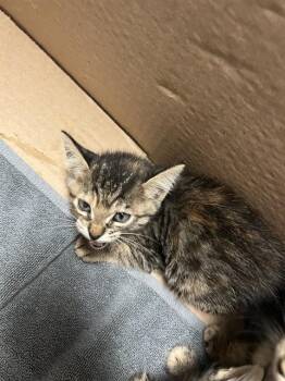 Rescue Domestic Short Hair Cats for Adoption in Fort Walton Beach, Florida - A233033 | PetCurious