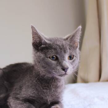 Rescue Domestic Short Hair Cats for Adoption in Wayne, New Jersey - Horton | PetCurious