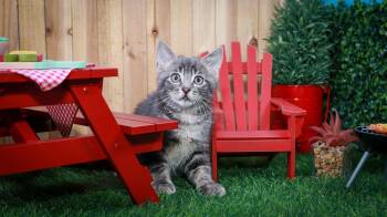 Ash -  Tabby Cat for Adoption in Lucas, Texas - Ash | PetCurious