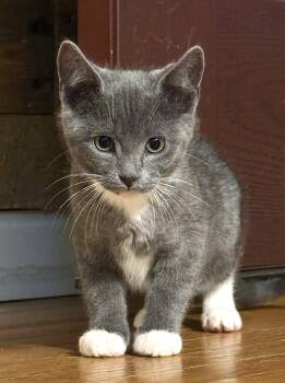 Whiskey - 3 Months ( Avail 7/15) -  Domestic Short Hair Cat for Adoption in Sterling, Massachusetts - Whiskey - 3 Months ( Avail 7/15) | PetCurious