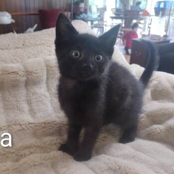 Baby Bella -  Bombay and Domestic Short Hair Cat for Adoption in Wyandotte, Michigan - Baby Bella | PetCurious