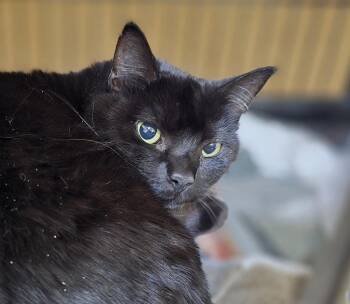Domestic Short Hair Cats Available for Adoption in Southbury, Connecticut - W2 Abby (Ebony) | PetCurious