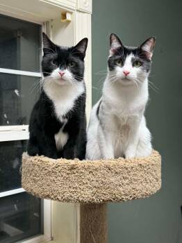 Domestic Short Hair Cats Available for Adoption in Pitman, New Jersey - Robin | PetCurious