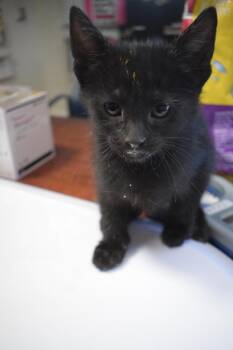 Domestic Short Hair Cats Available for Adoption in Pahrump, Nevada - Esther (Kira K5) | PetCurious
