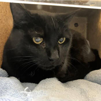 Rescue Domestic Short Hair Cats for Adoption in Lakewood, Colorado - Mystique | PetCurious