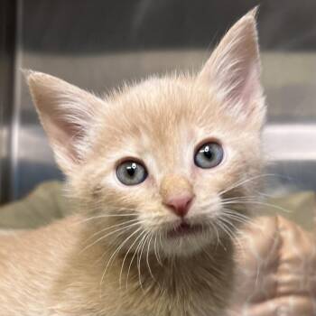 Domestic Short Hair Cats Available for Adoption in Palm Springs, California - Duck | PetCurious