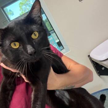 Dark Moon -  Domestic Short Hair Cat for Adoption in Englewood, Florida - Dark Moon | PetCurious