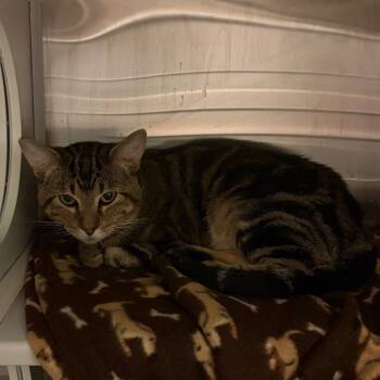 Rescue Domestic Short Hair Cats for Adoption in Council Bluffs, Iowa - Sammy | PetCurious