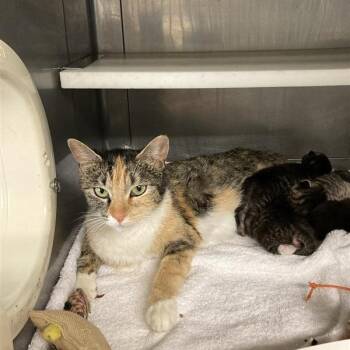 Domestic Short Hair Cats Available for Adoption in Long Beach, California - Posie | PetCurious
