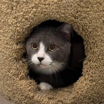 George -  Domestic Short Hair Cat for Adoption in Middlebury, Vermont - George | PetCurious