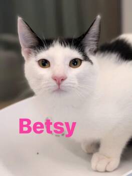 Betsy -  Domestic Short Hair Cat for Adoption in Cowlesville, New York - Betsy | PetCurious