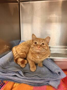 Domestic Short Hair Cats Available for Adoption in Myerstown, Pennsylvania - Chuck Norris | PetCurious
