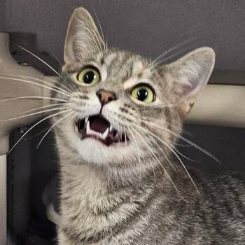 Meredith Grey -  Domestic Short Hair Cat for Adoption in Grinnell, Iowa - Meredith Grey | PetCurious