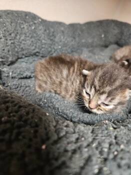 Rescue Domestic Short Hair Cats for Adoption in Morgantown, Kentucky - Zack | PetCurious