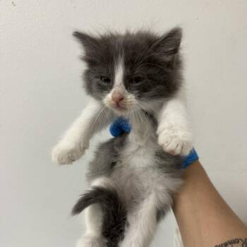 Domestic Short Hair Cats Available for Adoption - Tommie | PetCurious