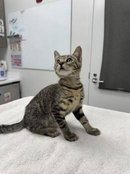 Water Scented Candle -  Domestic Short Hair Cat for Adoption in Kansas City, Missouri - Water Scented Candle | PetCurious
