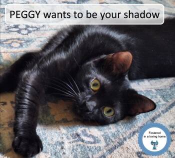 Peggy -  Domestic Short Hair Cat for Adoption in Cincinnati, Ohio - Peggy | PetCurious