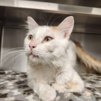 Herbert -  Domestic Short Hair Cat for Adoption in Liberty, Missouri - Herbert | PetCurious