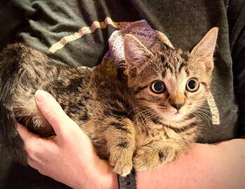 * Winnie -  Domestic Short Hair Cat for Adoption in Newnan, Georgia - * Winnie | PetCurious