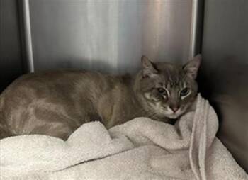 Siamese and Domestic Short Hair Cats Available for Adoption - CANELO | PetCurious