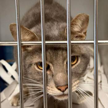 Domestic Short Hair Cats Available for Adoption - Panthro (16833) | PetCurious