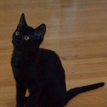 Miko (Miroku) -  Domestic Short Hair Cat for Adoption in Lunenburg, Massachusetts - Miko (Miroku) | PetCurious