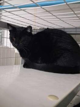 Rescue Domestic Short Hair Cats for Adoption in Roosevelt, Utah - Dracula | PetCurious