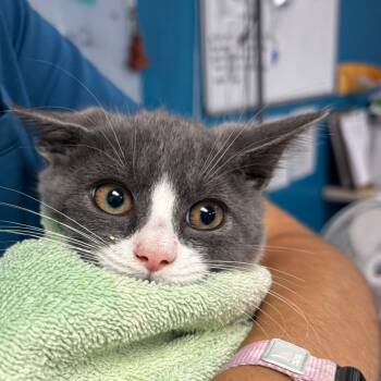 Rescue Domestic Short Hair Cats for Adoption in Vineland, New Jersey - Elly | PetCurious