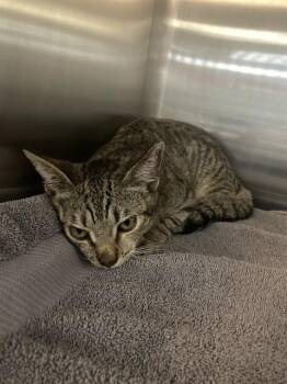 YUKI -  Domestic Short Hair Cat for Adoption in Long Beach, California - YUKI | PetCurious