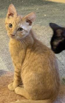 Thursday -  Domestic Short Hair Cat for Adoption in Powder Springs, Georgia - Thursday | PetCurious