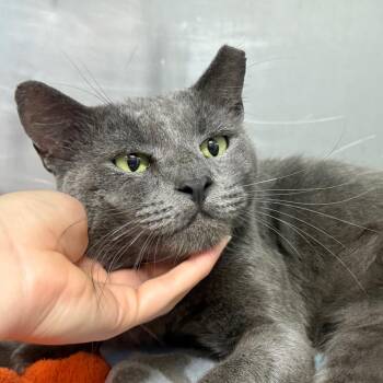 Tom Holland -  Domestic Short Hair Cat for Adoption in Sunrise, Florida - Tom Holland | PetCurious