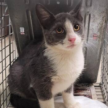 Domestic Short Hair Cats Available for Adoption - Shi | PetCurious