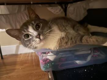 Domestic Medium Hair Cats Available for Adoption - Fur Blaze | PetCurious