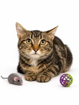Blair -  Domestic Short Hair Cat for Adoption in Bowling Green, Kentucky - Blair | PetCurious