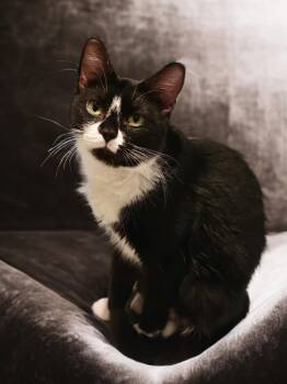 Boots -  Tuxedo Cat for Adoption in Overland Park, Kansas - Boots | PetCurious