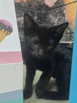 Zuko -  Domestic Short Hair Cat Available for Adoption in Savannah, Georgia - Zuko | PetCurious