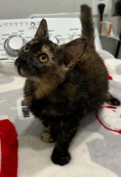 July -  Domestic Medium Hair Cat for Adoption in Liverpool, Texas - July | PetCurious