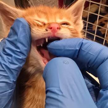 Worf -  Domestic Long Hair Cat Available for Adoption in Talent, Oregon - Worf | PetCurious