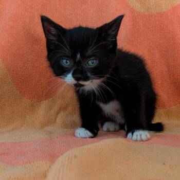 Juniper -  Domestic Short Hair Cat for Adoption in Portland, Oregon - Juniper | PetCurious