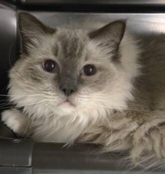 Sarafina -  Ragdoll Cat for Adoption in North Myrtle Beach, South Carolina - Sarafina | PetCurious