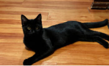 Rescue Domestic Short Hair Cats for Adoption in Herndon, Virginia - Splice | PetCurious