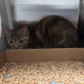 Domestic Short Hair Cats Available for Adoption in Chattanooga, Tennessee - Peanut | PetCurious