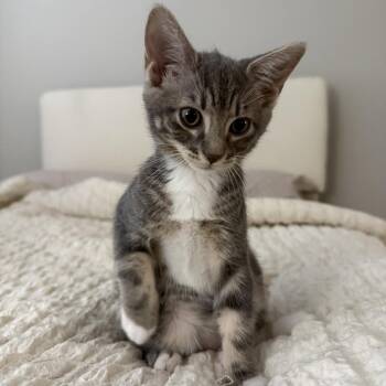 Violet -  Domestic Short Hair Cat for Adoption in NEW PT RICHEY, Florida - Violet | PetCurious