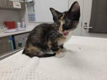 Truffle -  Domestic Short Hair Cat for Adoption in Kansas City, Missouri - Truffle | PetCurious
