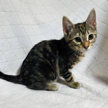 Torbie Cats Available for Adoption in Bentonville, Arkansas - Ann | PetCurious