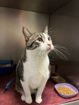 Rescue Domestic Short Hair Cats for Adoption in West Chester, Pennsylvania - Roman (Apollo) | PetCurious
