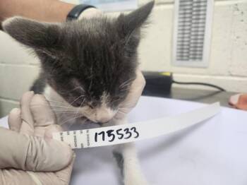 MINA -  Domestic Short Hair Cat for Adoption in Santa Fe, New Mexico - MINA | PetCurious
