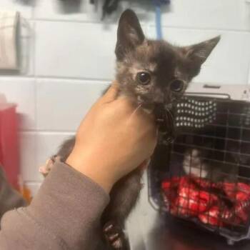 Candy -  Domestic Short Hair Cat for Adoption in Beaumont, Texas - Candy | PetCurious